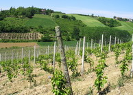 cascina tavijn - Romano Prodi vineyard